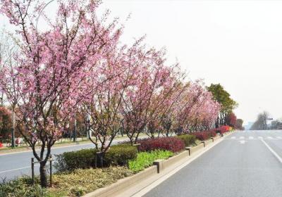 棲霞大道